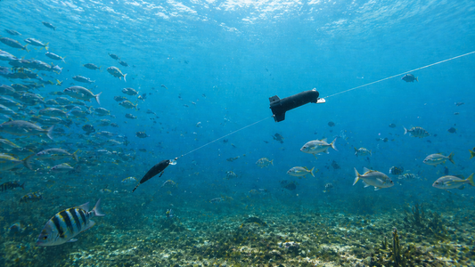 Can You Use an Underwater Fishing Camera from the Bank?
