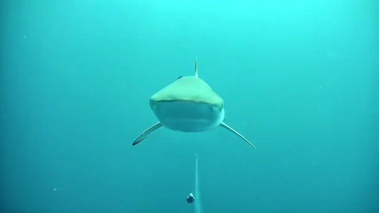 The Blind Spot Ends Here: Meet the SHINECAM SC100 Underwater Lure Camera
