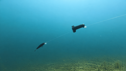 Does an Underwater Camera Scare Fish? (Truth Explained)