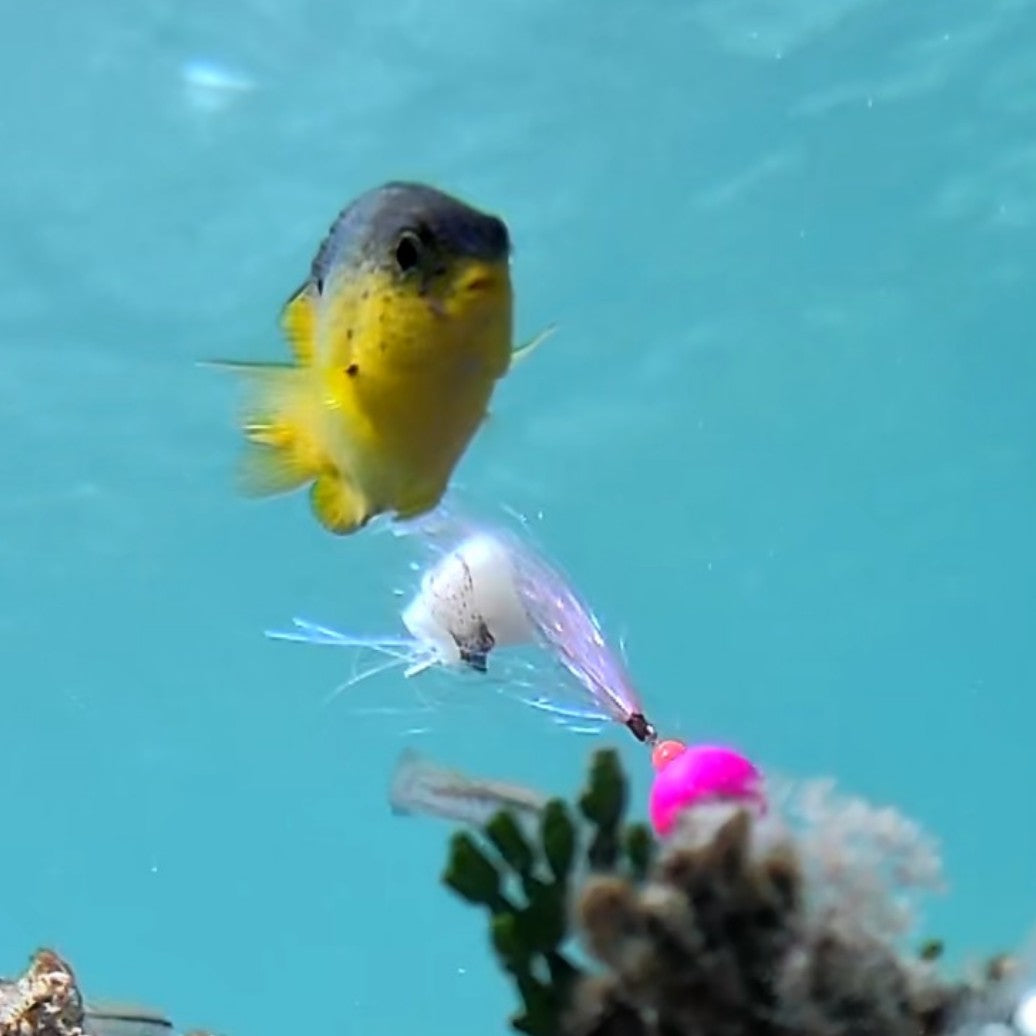 SC100 underwater fishing camera underwater view